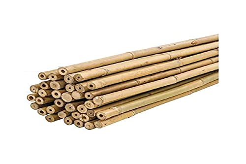 Tutores de Bambú PLANTAWA, Tutores de bambú Ø 6-8 mm, Paquete 25 Unidades, Uso Agrícola para Sujetar Plantas, Hortalizas y Árboles Huerto Urbano (60 cm)