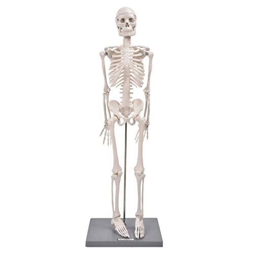 Modelo de esqueleto humano - Modelo de esqueleto de réplica anatómica de 85 cm Incluye base y varilla de soporte - Herramienta de ayuda para la enseñanza visual de enseñanza anatómica