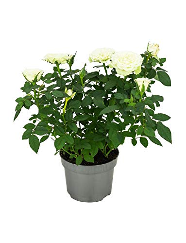 Rosal Mini Flor de Color Blanco 10cm Planta Natural en Maceta