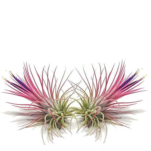 DECOALIVE Tillandsia Iotha Fuego Set de 2 Plantas del Aire Naturales Color Rojizo