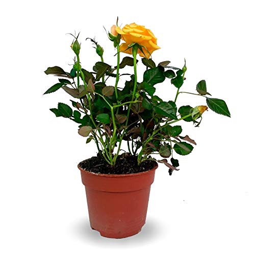 Mini Planta Rosal Miniatura con Flores de Colores Planta en Maceta Pequeña Viva y Natural