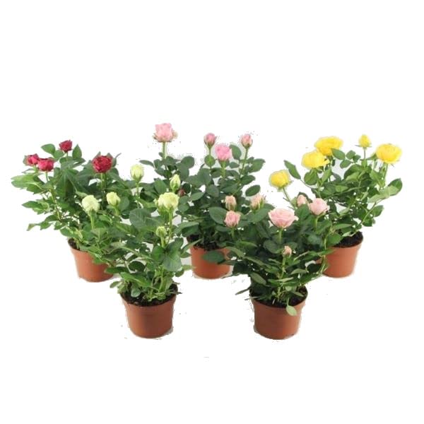 Rosas Mini - Pack 5 Unidades - Plantas Naturales con Flores de Colores Rosales Mini para el Hogar