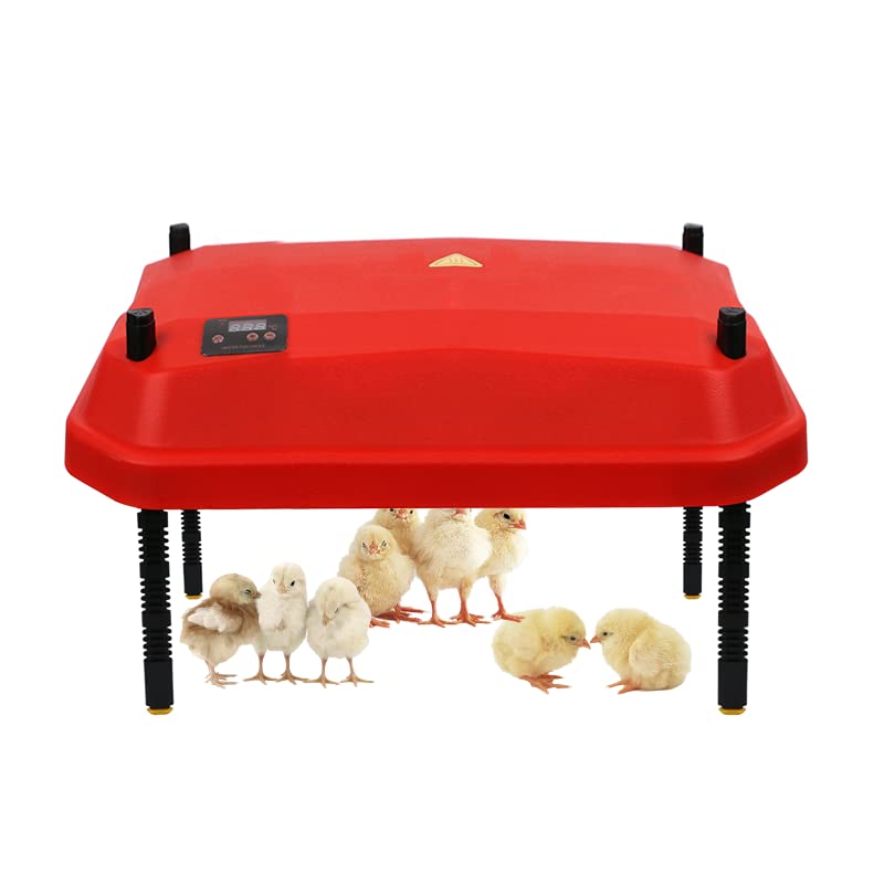 Criadora de pollos Placa de calefacción para pollitos con altura ajustable, color rojo cálido de 42 W (61 x 41), mantiene hasta 30 polluelos