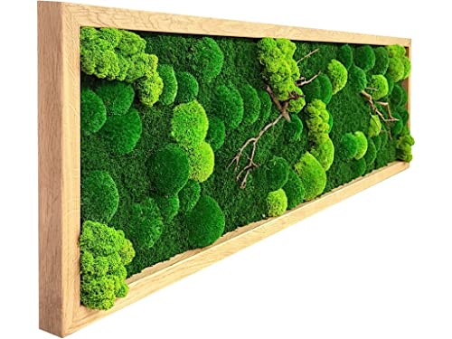 MoosSpirit Cuadro de musgo con musgo 100 % auténtico. Marco de madera maciza (140 x 40). Imagen para decoración de pared, diseño de placa de musgo (roble)