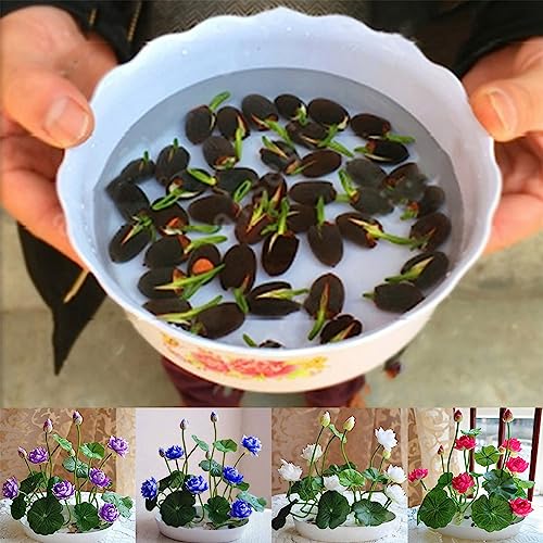 Luojuny Bowl Lotus Seeds, 1 bolsa Bowl Lotus Seeds Mini Rare Mix Color Semilla de flor natural para jardín Tazón de semillas de loto
