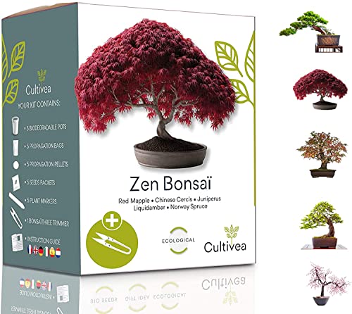 CULTIVEA® Kit de Bonsái para cultivar -100% Semillas francesas - Jardín - Idea de regalo (Arce rojo, Cercis chino, Juniperus, Liquidambar, Pícea de Noruega)
