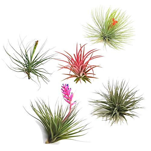 Plant in a Box – 5 plantas aéreas Tillandsia – Tillandsia – altura 5-10 cm
