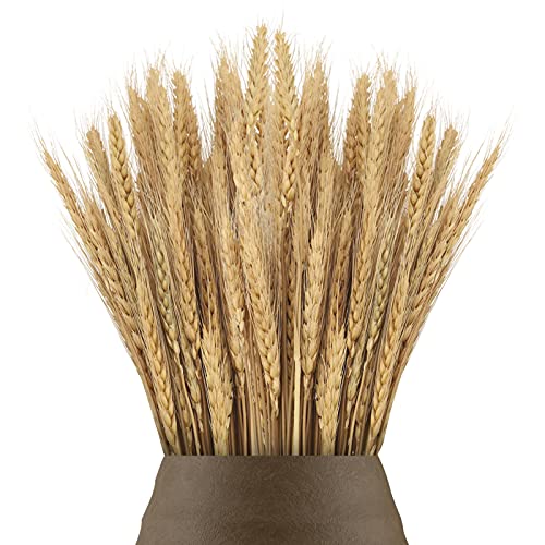 100 unidades de 40 cm de flores de trigo seco de flores de trigo seco ramo de hierba de trigo seco paquete de flores artificiales secas de trigo para chimenea, hogar, cocina, mesa de iglesia, boda