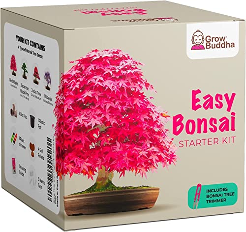 Cultiva tu propio bonsái: cultiva fácilmente 4 tipos de árboles de bonsái con nuestro completo kit de semillas para principiantes, ideal para principiantes, set de regalo, idea de regalo única