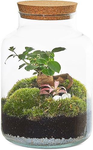 Terrario Plantas TODO incluido Bonsai Natural Interior Plantas Naturales Regalo Mujer Hombre - Jardin en Botella Decoracion Hogar (25)