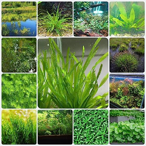 200 piezas plantas de acuario semillas hierba - plantas acuáticas - plantas resistentes para el jardín (Macrófitos) plantas de jardín de rocas resistentes plantas de estanque resistentes