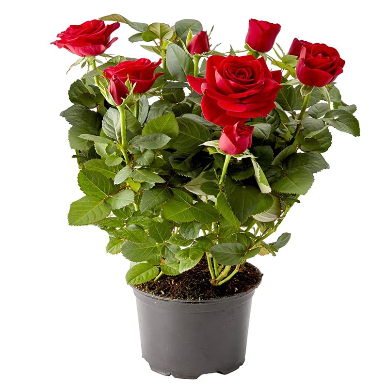 DECOALIVE Mini Rosal con Flores de Color Rojo Planta Natural