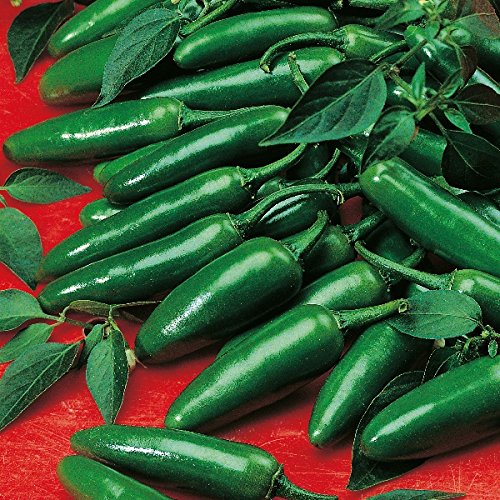 Reyes Semillas - pimientos picantes de chile Serrano - 35 semillas