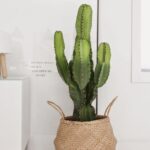 Cactus Grande Ikea