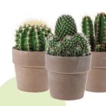 Cactus Lidl