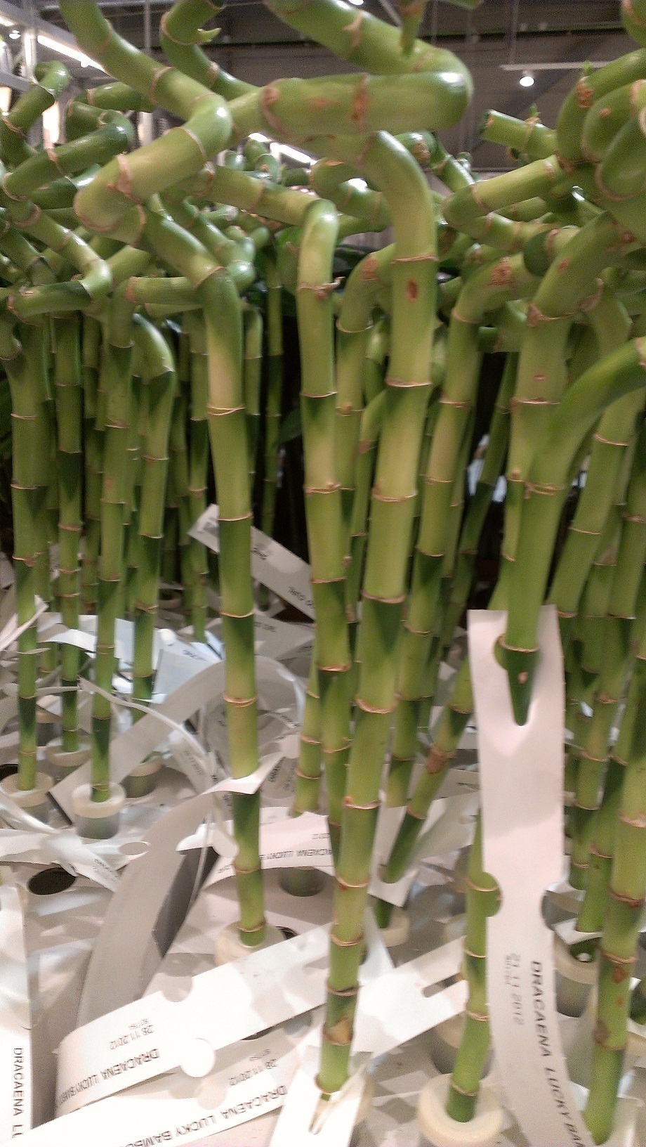 Cañas Bambú Ikea
