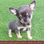 Descubre donde comprar Finstere Flure en oferta
