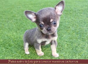 Dónde se puede comprar Chihuahua Toy en oferta?